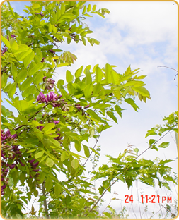 Robinia Pseudoacaia Purple Robe Robinia Pseudoacaia Purple Robe