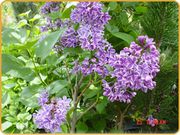 Syringa Vulgaris Ludwig Spaeth Syringa Vulgaris Ludwig Spaeth