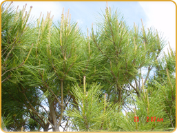 Pinus Densiflora Umbraculifera Pinus Densiflora Umbraculifera