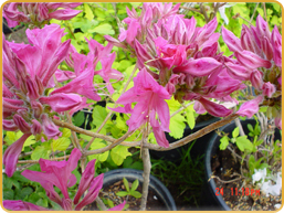 Azalea Orchid Lights Azalea Orchid Lights