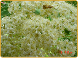 Sorbus Grootendorst Sorbus Grootendorst